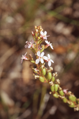 APII jpeg image of Stylidium armeria  © contact APII