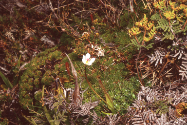 APII jpeg image of Drosera murfetii  © contact APII