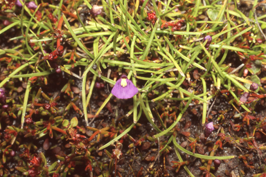 APII jpeg image of Utricularia dichotoma subsp. monanthos  © contact APII