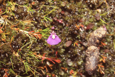 APII jpeg image of Utricularia dichotoma subsp. monanthos  © contact APII