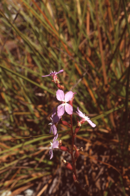 APII jpeg image of Stylidium graminifolium  © contact APII