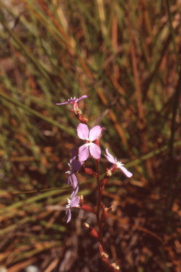 APII jpeg image of Stylidium graminifolium  © contact APII