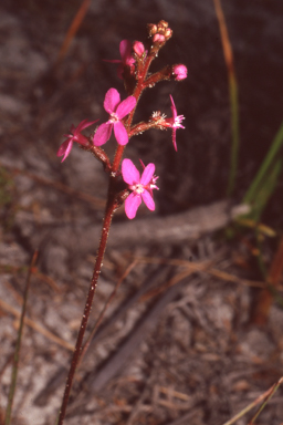 APII jpeg image of Stylidium armeria  © contact APII