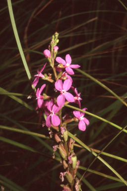 APII jpeg image of Stylidium armeria  © contact APII