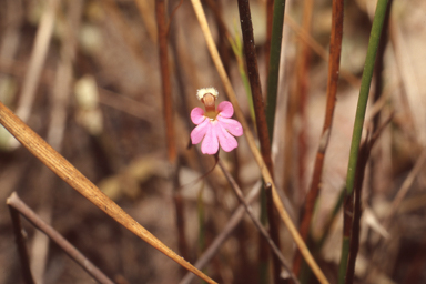 APII jpeg image of Stylidium ericksoniae  © contact APII