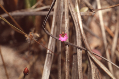 APII jpeg image of Stylidium ericksoniae  © contact APII