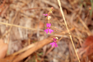 APII jpeg image of Stylidium lobuliflorum  © contact APII