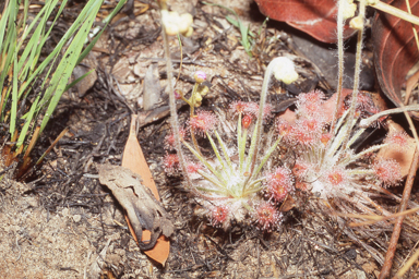 APII jpeg image of Drosera petiolaris  © contact APII