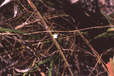 APII jpeg image of Stylidium schizanthum  © contact APII