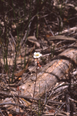 APII jpeg image of Drosera spatulata  © contact APII