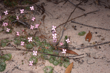 APII jpeg image of Stylidium soboliferum  © contact APII