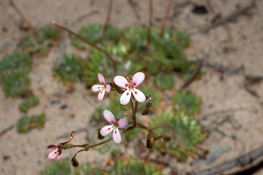 APII jpeg image of Stylidium soboliferum  © contact APII