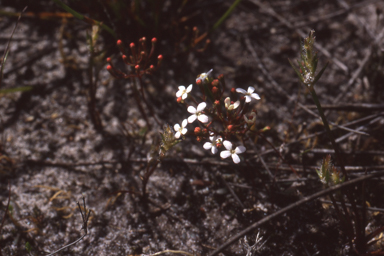 APII jpeg image of Stylidium pulchellum  © contact APII