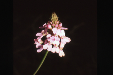 APII jpeg image of Stylidium scariosum  © contact APII