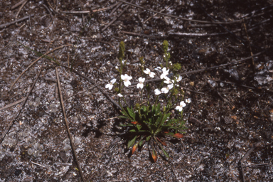 APII jpeg image of Stylidium barleei  © contact APII