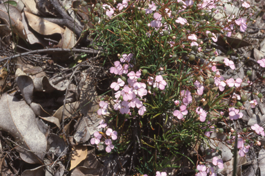 APII jpeg image of Stylidium scandens  © contact APII