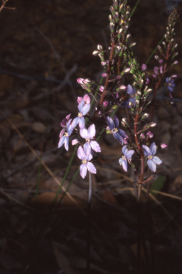 APII jpeg image of Stylidium violaceum  © contact APII