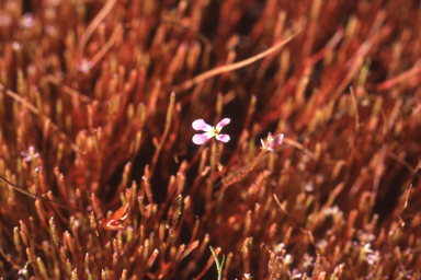 APII jpeg image of Stylidium inundatum  © contact APII