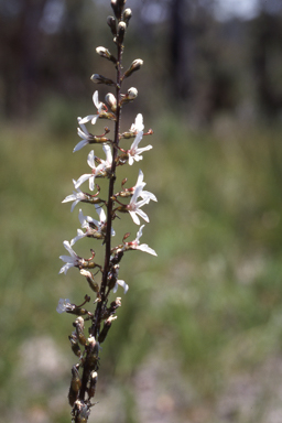 APII jpeg image of Stylidium carnosum  © contact APII