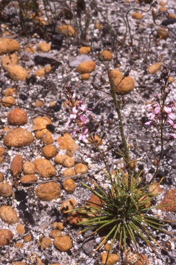 APII jpeg image of Stylidium albolilacinum  © contact APII