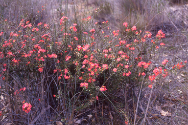 APII jpeg image of Chorizema aciculare subsp. aciculare  © contact APII