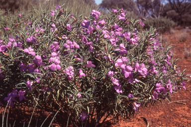 APII jpeg image of Eremophila spectabilis subsp. brevis  © contact APII