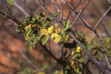 APII jpeg image of Androcalva loxophylla  © contact APII