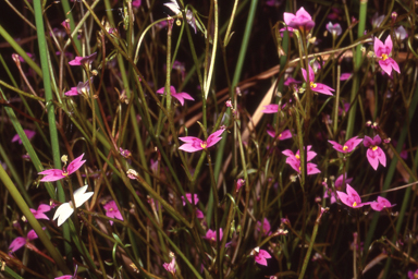 APII jpeg image of Stylidium fluminense  © contact APII