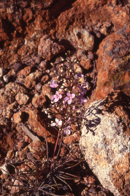 APII jpeg image of Stylidium longibracteatum  © contact APII