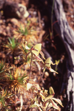 APII jpeg image of Caladenia roei  © contact APII