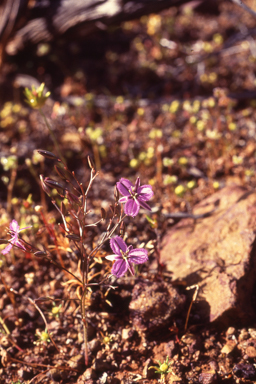 APII jpeg image of Thysanotus ramulosus  © contact APII