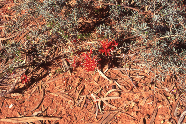 APII jpeg image of Grevillea deflexa  © contact APII