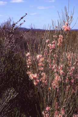 APII jpeg image of Isopogon scabriusculus subsp. stenophyllus  © contact APII