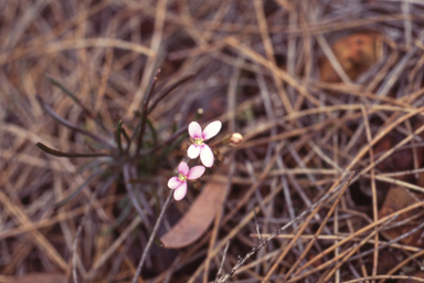 APII jpeg image of Stylidium leptophyllum  © contact APII