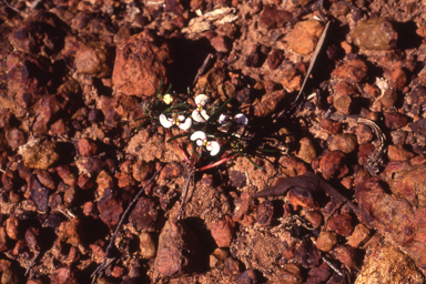 APII jpeg image of Stylidium eriopodum  © contact APII