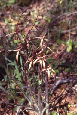 APII jpeg image of Caladenia exilis subsp. exilis  © contact APII