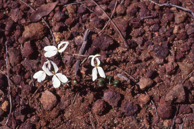 APII jpeg image of Stylidium decipiens  © contact APII