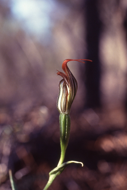 APII jpeg image of Pterostylis recurva  © contact APII