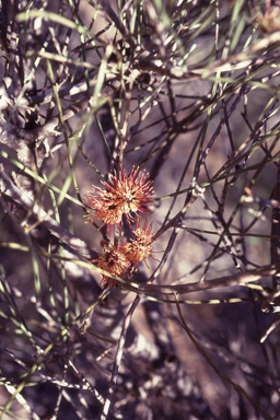 APII jpeg image of Hakea scoparia  © contact APII