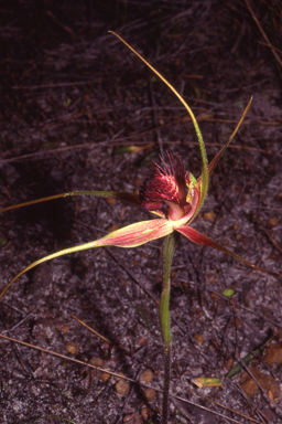 APII jpeg image of Caladenia decora  © contact APII