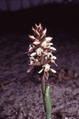 APII jpeg image of Prasophyllum gibbosum  © contact APII