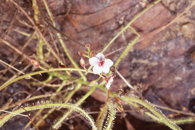 APII jpeg image of Drosera cucullata  © contact APII