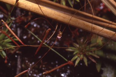 APII jpeg image of Stylidium pedunculatum  © contact APII