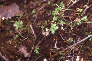 APII jpeg image of Stylidium accedens  © contact APII