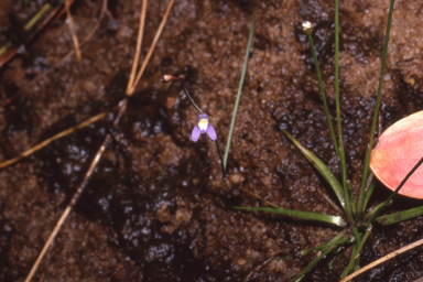 APII jpeg image of Utricularia limosa  © contact APII