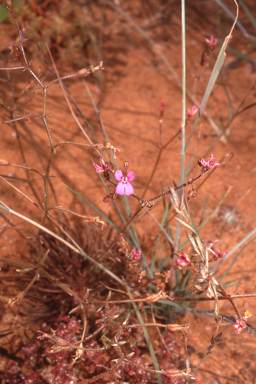 APII jpeg image of Stylidium adenophorum  © contact APII