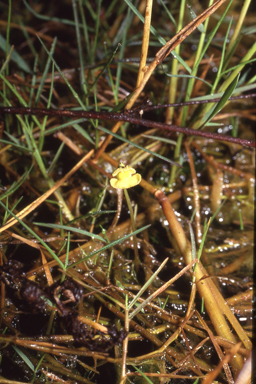 APII jpeg image of Utricularia aurea  © contact APII