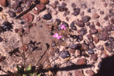 APII jpeg image of Stylidium multiscapum  © contact APII