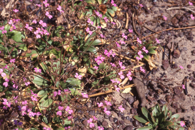 APII jpeg image of Stylidium multiscapum  © contact APII