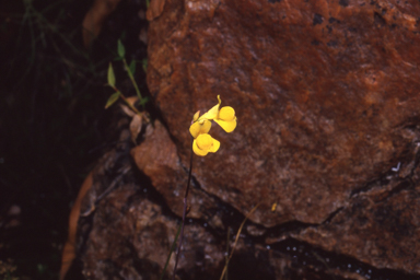 APII jpeg image of Utricularia odorata  © contact APII